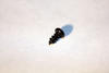 49000952 - SCREW, RND, #5X10L, SM, PH, BZN, POT - Product Image